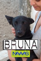 /album/cadelas-para-adoptar/bruna-copy-jpg/